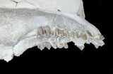 Disarticulated Oreodont (Merycoidodon) Skull - Reduced Price #78129-6
